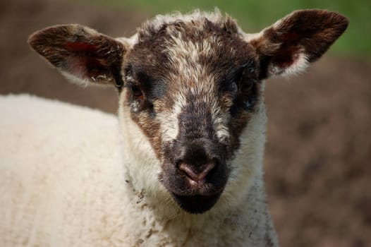 Lamb's face with black ears and muzzle