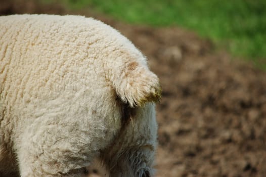 Closeup of a lamb's docked tail and woolly hindquarters