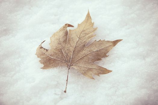 Dry brown leaf on the snow