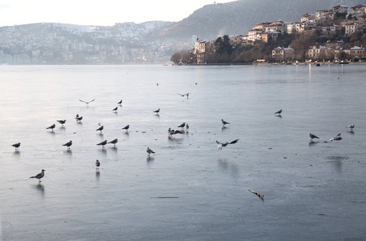 Birds on the frozen lake near to city