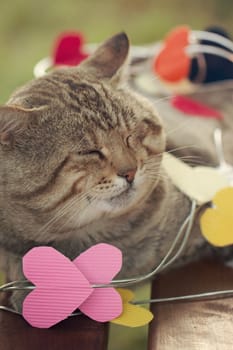 a Cat sitting on multicolored paper hearts