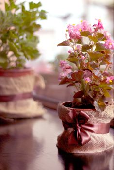 Small pink flowers in a pot on the windowsill