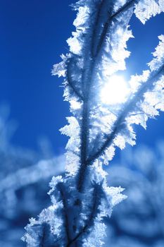 Ice on plant at a very cold day