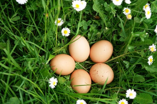 organic eggs in the meadow on a sunny day organic eggs in the meadow on a sunny day