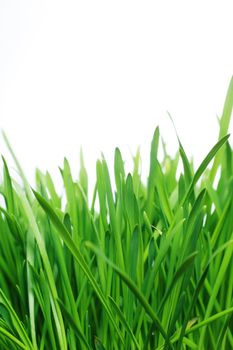 close-up of green grass against white