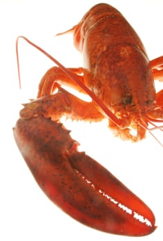 A large red lobster over white background