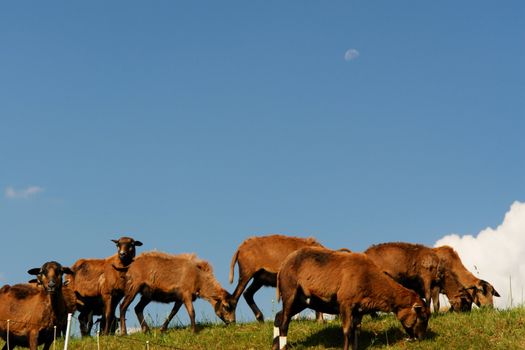 brown sheep on a hill brown sheep on a hill