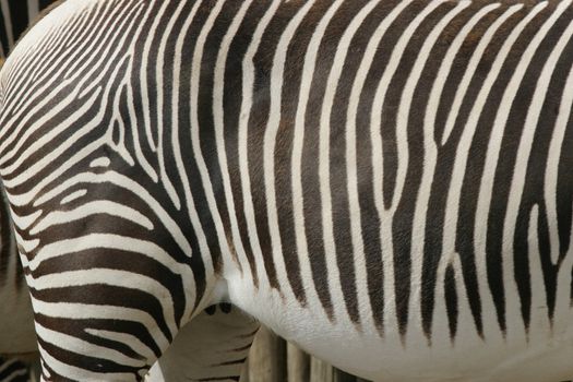 close up of a look at a zebra