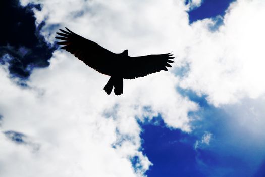 Picture of a flying eagle infront of wonderfull clouds