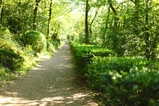 summer forest with sunlight