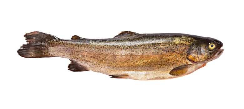 Trout fish isolated on white