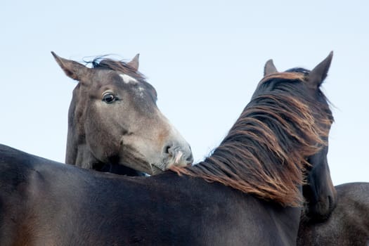 heads of two dark brown horses and light blue sky