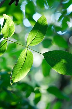 Green leaves of a tree in summer