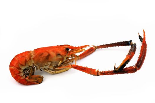 Grilling river shrimps  isolated on white background.