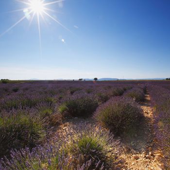 beautiful image of lavender field