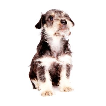 little puppies isolated on a white background
