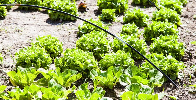 A small vegetable garden with salad during summer season, vivid colors and planty of details