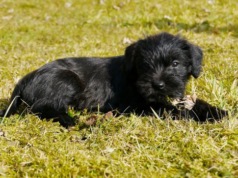 cute puppies in the meadow in spring time