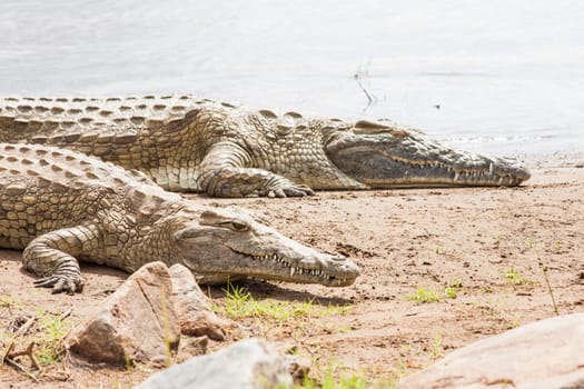 Kenya, Tsavo East National Park. Crocodiles  joining the last sun before the sunset