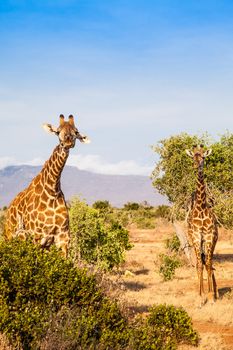 Kenya, Tsavo East National Park. Free giraffe in sunset light.