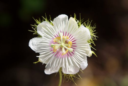 Purple passion Flower ,(Passiflora foetida Linn.)