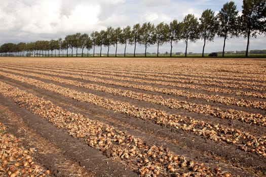 onions ready to be harvested on a field in Holland in Haarlemmermeer
