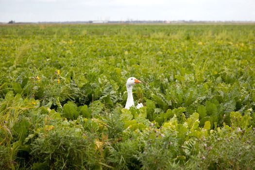 head of white goose with orange beak in green cabbage