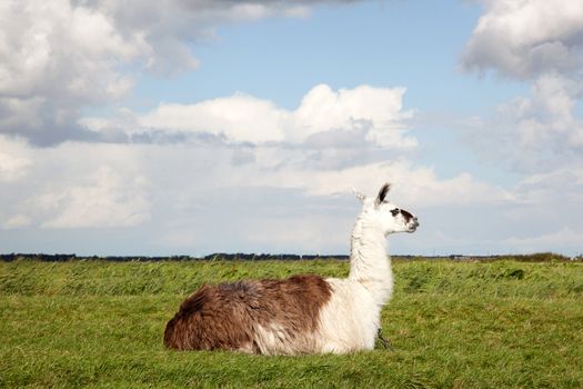 a llama lying in the grass of a Dutch polder