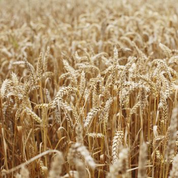 wheat close up on farm field