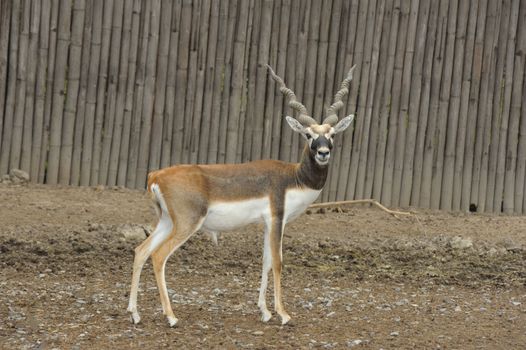 Blackbuck deer (Antilope cervicapra) in zoo.
