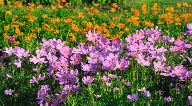 Field of daises flowers in sunny day in garden.