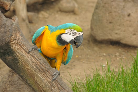 Action Macaw bird.