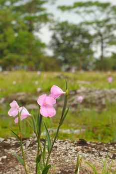 The field Caulokaempferia violacea flower in Bolaven Plateau in Southern Laos.
