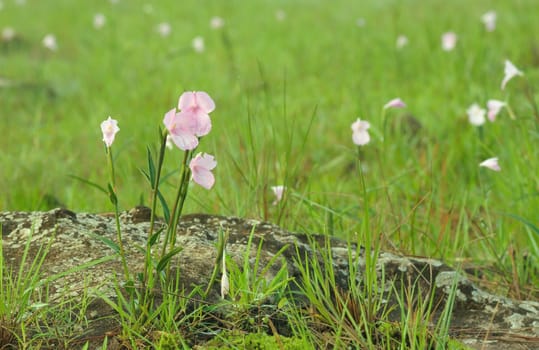 Pink field of Caulokaempferia thailandica in Phuluang Wildlife Sanctuary Thailand.