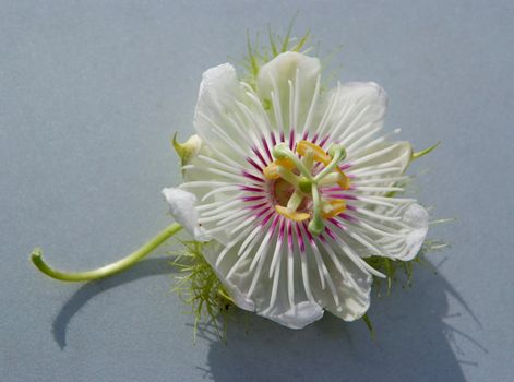 Purple passion Flower ,(Passiflora foetida Linn.)