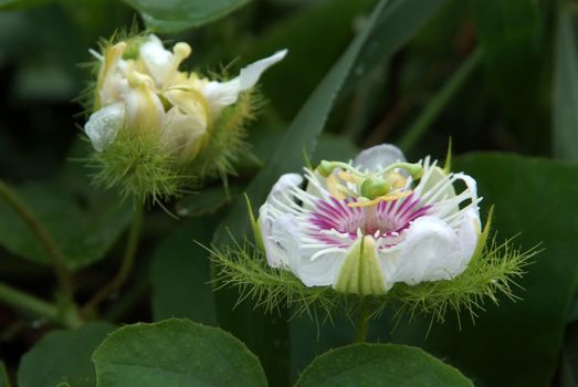 Purple passion Flower ,(Passiflora foetida Linn.)