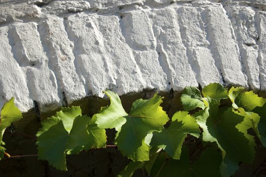 Green vine leaves under arch of white stone
