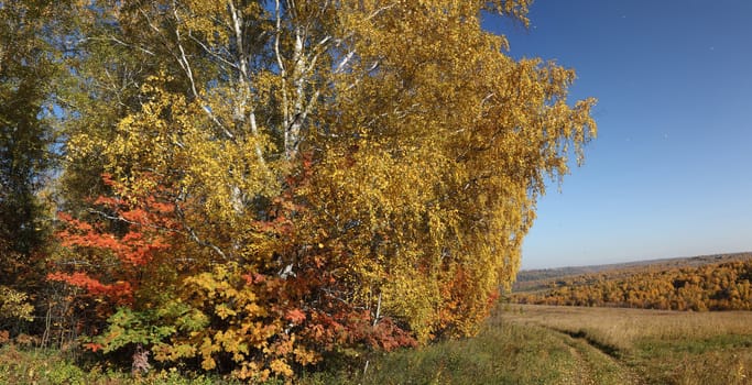 Golden Autumn in Siberia in late September