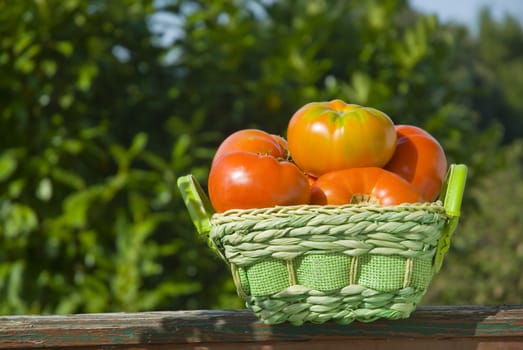 organic tomatoes in a basket on the field