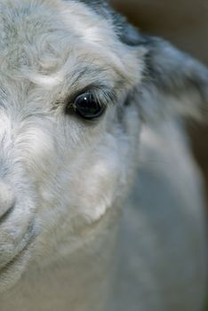 Close up of a white lama looking into the camera