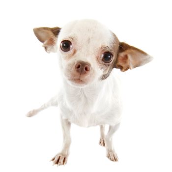portrait of a cute purebred  puppy chihuahua in front of white background