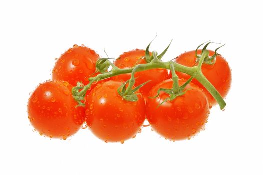 truss of red tomatoes isolated on white background
