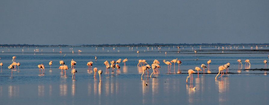 Camargue flamingo