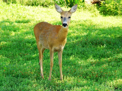 Nature wildlife scene with deer doe