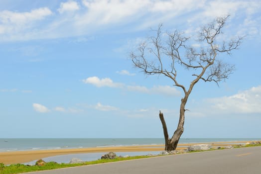 Dead and dry tree is  beside of road next to the beach.