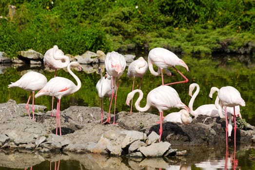 Nature wildlife scene with flamingos flock
