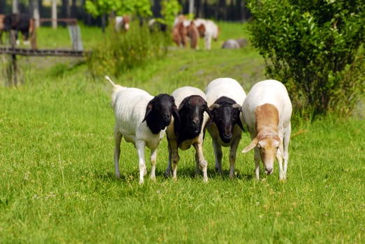 Nature rural scene with four sheep