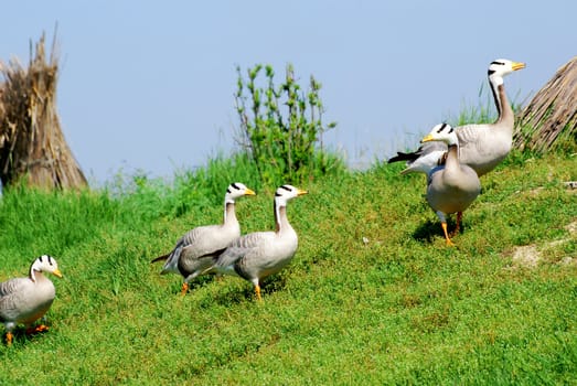 Nature rural scene with goose flock