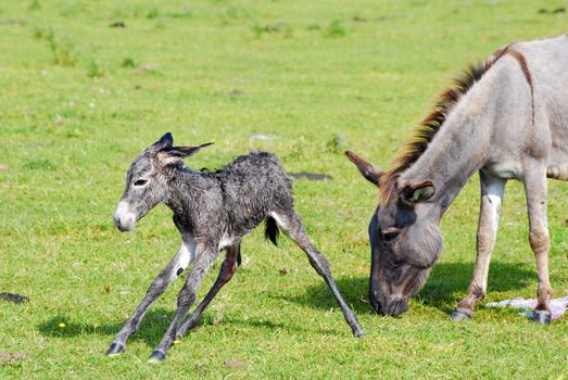 Just born little donkey and jenny