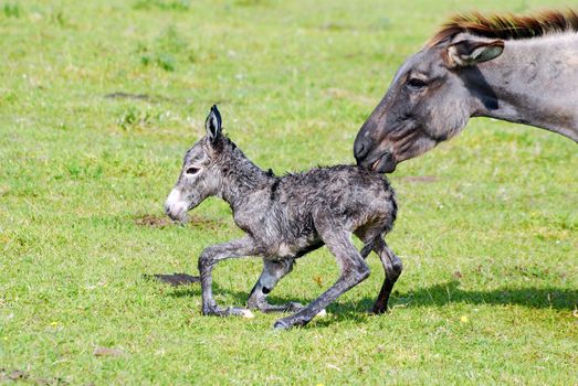 Just born little donkey trying his first step